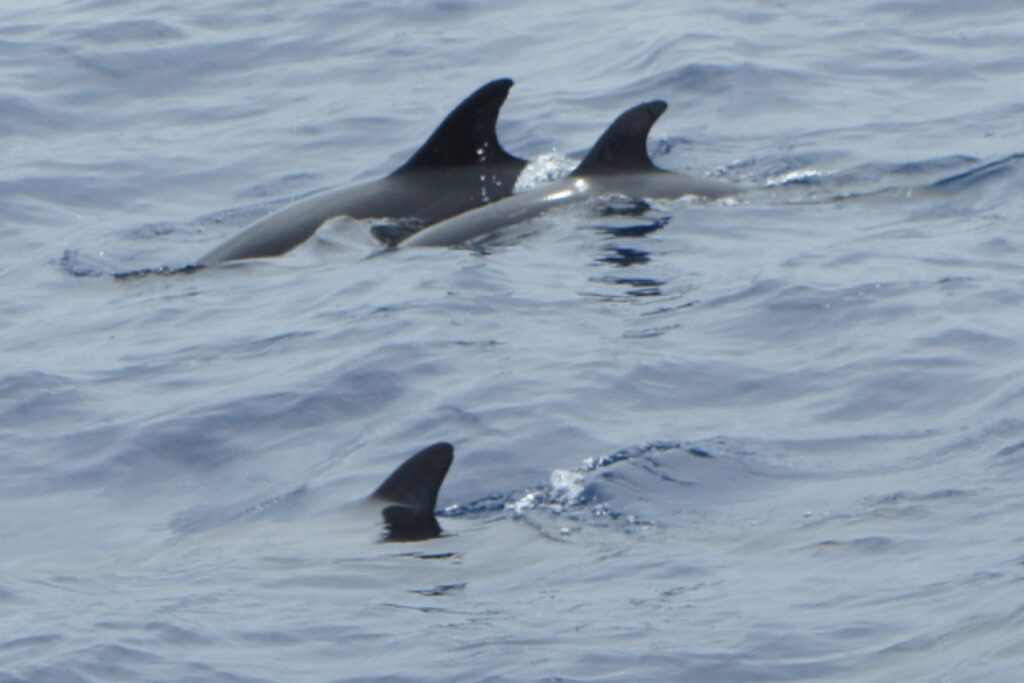 Abrigo Nossa Senhora de Fátima proporciona passeio de catamarã